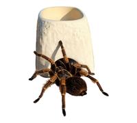 Grotte pour reptiles - cuir compact de 15 cm, abri en pierre céramique, abri d'aspect naturel avec nourriture intégrée qui supporte un comportement calme | cachette pour clôture int