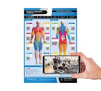 Groupes musculaires et exercices | Muscles et exercices antérieurs et postérieurs | Affiche plastifiée pour la maison et la salle de sport | Support vidéo en ligne gratuit | Taille - 594 mm x 420 mm