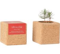 Grow Cube Sapin de Noël - 1 pcs