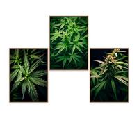 GrowArt - lot de 3 affiches avec des plantes de cannabis au format A3 sans cadre | impression photo de haute qualité | décoration pour les amateurs de cannabis|motifs disponibles uniquement chez nous