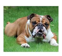 GRUNI Peinture Diamant 5D Complet Bulldog anglais Diamond Painting Kit Complet Adulte Enfant Peinture Diamant par Numéro Diamant Art Craft Toile Décoration Salon Chambre Bureau 30x40cm/12x16inch