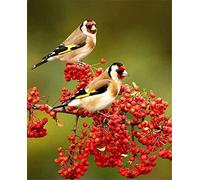 GRUNI Peinture Diamant 5D Complet Des oiseaux Diamond Painting Kit Complet Adulte Enfant Peinture Diamant par Numéro Diamant Art Craft Toile Décoration Salon Chambre Bureau 40x50cm/16x20inch