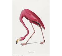 Grupo Erik Poster Flamant Rose Américain - 35,8 x 24,2 pouces / 91 x 61,5 cm - Expédié enroulé - Affiches & Impressions - Affiches & Impressions - Affiches murales