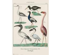 Grupo Erik Poster Vintage Birds - 35.8 x 24.2 pouces / 91 x 61.5 cm - Expédié roulé - Cool Posters - Art Poster - Affiches & Impressions - Affiches murales