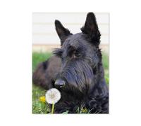 GSBRSNTS 5D Diamant Peinture Point de Croix Broderie，Chien noir Scottish Terrier，Diamond Painting Strass Complet, Croix Peinture Strass Salon Chambre Stickers Home Décoration Murale（40 x 50 cm）-F5
