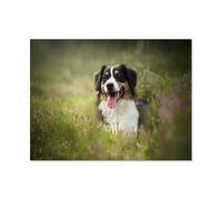 GSBRSNTS Diamond-Painting Rond，Berger Australien mignon chien de compagnie animal，Broderie Diamant,Tableau Strass Diamant, Artisanat Cristal en Mosaïque Cadeaux Faits à la Main（30 x 40 cm）-B86