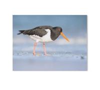GSBRSNTS Huppe grise (Oystercatcher en anglais, 法语中为 “Huppe grise”),Peinture par Numéro Kits pour Adultes sur Toile Décoration De La Maison Art Image Cadeau(20x30cm-AF45