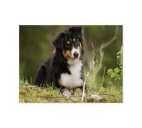 GSBRSNTS Kits de peinture de diamant 5d diy 5d pour adultes enfants，Berger australien，kits de broderie en diamant rond complet（40 x 50 cm/15.74 x 19.68 pouces）-E70