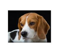 GSBRSNTS Peinture de diamants 5D DIY，chien Beagle，Kit de broderie en cristal pour adultes et enfants Kit de point de Croix Rhinestone Home Decoration（40 x 50 cm/15.74 x 19.68 pouces）-A76