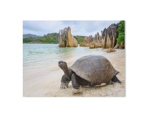 GSBRSNTS Tortue géante d'Aldabra sur Curieuse，Peinture par Numéro Kits pour Adultes sur Toile Décoration De La Maison Art Image Cadeau（50x60cm） 19.6x23.6 pouces-Z71