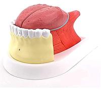 GTHTUHFD Modèle Anatomique des Dents De La Langue - Modèle Anatomique D'Organe Humain - Modèle De Clinique De La Langue - Modèle Pédagogique De Démonstration Standard, O,A