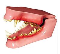 GTHTUHFD Modèle Anatomique des Dents du Chien. Modèle Anatomique De La Mâchoire du Chien Présentant Neuf Pathologies en Médecine Vétérinaire.