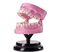 GTHTUHFD Modèle Anatomique des Dents, Modèle D'Anatomie De La Structure De La Dent, Modèle Didactique D'Anatomie Dentaire, Modèle De Dents - pour l'enseignement Médical