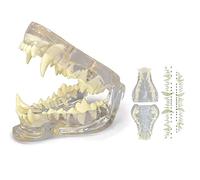 GTHTUHFD Modèle Anatomique Transparent De Dents De Chien, Crâne De Chien, Mâchoire, Anatomie du Squelette Animal, Patron De Démontage, Modèle Dentaire Professionnel Vété