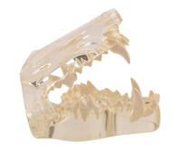GTHTUHFD Modèle De Dentition Canine - Modèle De Dents De Chien - Outil Pédagogique pour Cabinet Vétérinaire (Transparent 8 Cm),Transparent-8cm