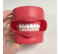 GTHTUHFD Modèle De Dents Dentaires, Modèle Orthodontique, Modèle D'Étude des Dents Dentaires avec Dents Amovibles pour l'enseignement Dentaire Et Médical.