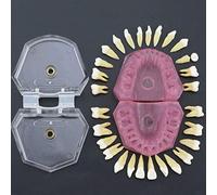 GTHTUHFD Modèle De Dents Implantaires, Modèle Dentaire Complet avec 28 Dents Amovibles Et Gencive Souple, Typodont Standard pour l'enseignement Et L'Étude des Maladies D