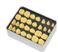 GTHTUHFD Modèle Pédagogique Dentaire - Modèle D'Étude Dentaire Agrandi 2X - Modèle Anatomique Standard De Dents pour Adulte - Modèle Médical D'Étude, D'Enseignement Et D