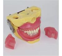 GTHTUHFD Modèle Pédagogique D'Étude des Dents Dentaires - Modèle De Démonstration D'Anesthésie en Chirurgie Buccale Et D'Extraction Dentaire - Modèle De Dents Typodontes