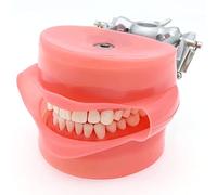GTHTUHFD Modèle Pédagogique, Mannequin De Simulation Dentaire, Tête De Mannequin, Modèle Standard De Dents Dentaires, 32 Dents Amovibles Et Mannequin De Simulation De Jo