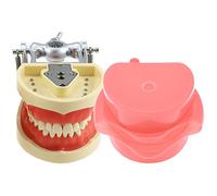 GTHTUHFD Modèle Pédagogique, Modèle De Typodont Dentaire À 32 Dents Amovibles Et Joue De Simulation pour L'Étude Et La Pratique des Techniques De Restauration, L'Anatomi