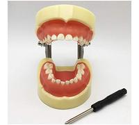 GTHTUHFD Modèle Standard De Dent De Lait - Modèle Pédagogique pour L'Étude des Dents Dentaires - Modèle De 24 Dents Amovibles De Type Typodont - Modèle De Démonstration