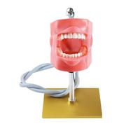 GTHTUHFD Préparation Dentaire : Modèle De Dents Isolées - Modèle D'Ouverture Pulpaire Gingivale pour Traitement Canalaire - pour La Pratique des Techniques De Restaurati,Flesh-15cm