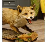 GTK - Geweihe & Trophäen KRUMHOLZ Fuchs 89.8.180 Rotfuchs Piège ouvert sur tronc d'arbre Préparation pour animaux