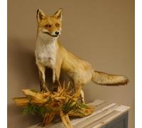 GTK - Geweihe & Trophäen KRUMHOLZ Fuchs 89.8.183 Rotfuchs debout sur bois de racine Largeur 106 cm Préparation pour animaux
