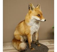 GTK - Geweihe & Trophäen KRUMHOLZ Fuchs 89.8.187 Rotfuchs assis sur plaque décorative