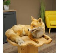 GTK - Geweihe & Trophäen KRUMHOLZ Fuchs 89.8.188 Rotfuchs couché sur plateau en bois avec capture ouverte Préparation pour animaux