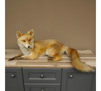 GTK - Geweihe & Trophäen KRUMHOLZ Fuchs Rotfuchs 89.8.191 Préparation pour animaux Longueur 82 cm