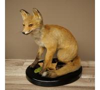 GTK - Geweihe & Trophäen KRUMHOLZ Fuchs Rotfuchs 89.8.193 Préparation pour animaux Hauteur 40 cm