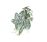 Guangcailun Le Jardin avec de Belles Plantes artificielles pour Les Plantes de terrariums décorations de Plantes de Terrarium en Plastique artificielles, Feuille de Taro