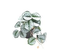 Guangcailun Le Jardin avec de Belles Plantes artificielles pour Les Plantes de terrariums décorations de Plantes de Terrarium en Plastique artificielles, Feuille de Lyre