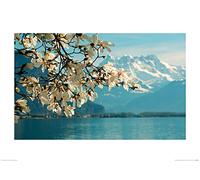 Guenter Fischer (Blossoming Magnolia, Lake Geneva, Switzerland 50 x 70 cm Toile Imprimée