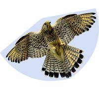 Günther Flugspiele 1 ligne Cerf-volant FAUCON Envergure (détails) 920 mm Force du vent supportée 3 - 6 bft