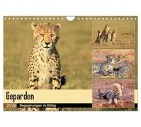 Guépards - Rencontres en Afrique, Version française (Calendrier mural 2026 DIN A4 portrait), Calendrier CALVENDO mensuel