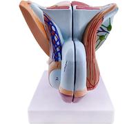 GUHPZA Modèle D'Organe Génital Masculin, Modèle De Muscles Pelviens, Modèle Anatomique du Système Génital Masculin, Modèle D'Anatomie Humaine en PVC, Modèles D'Organes