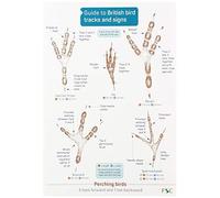 Guide To British Bird Tracks And Signs