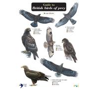 Guide To British Birds Of Prey