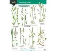 Guide to Common Grasses - Mark Gardener - Field Studies Council - Livre en Anglais - Other printed item Mark GardenerMark Gardener (Auteur)