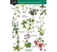 Guide to flowers of walks and waysides
