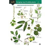 Guide to Foraging: Top 25 Edible Plants