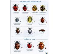 Guide To Ladybirds Of The British Isles