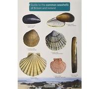 Guide to the Common Seashells of Britain and Ireland - [Version Originale] Inconnu (Auteur)