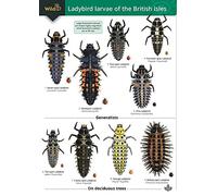 Guide to the Ladybird Larvae of the British Isles