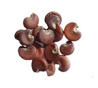 Guimauve Officinale (ou sauvage) - 70 graines - Althaea Officinalis - SEM05