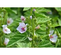 Guimauve, Véritable - 30 Graines