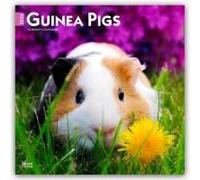 Guinea Pigs 2026 12 X 24 Inch (Hanging) Monthly Square Wall Calendar Plastic-Free Browntrout Domestic Animals Small Pets
